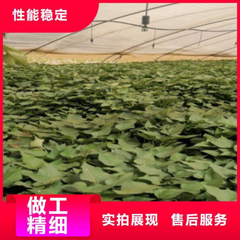 芜湖直供红薯苗（西瓜红）源头厂家