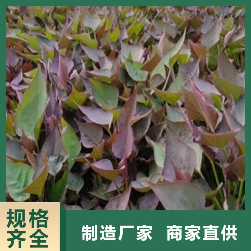 【芜湖】周边鲜食型紫薯苗报价