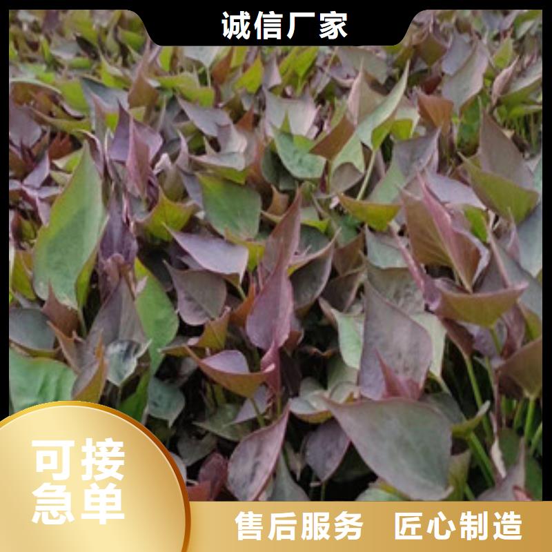 绍兴本地鲜食型紫薯苗图片