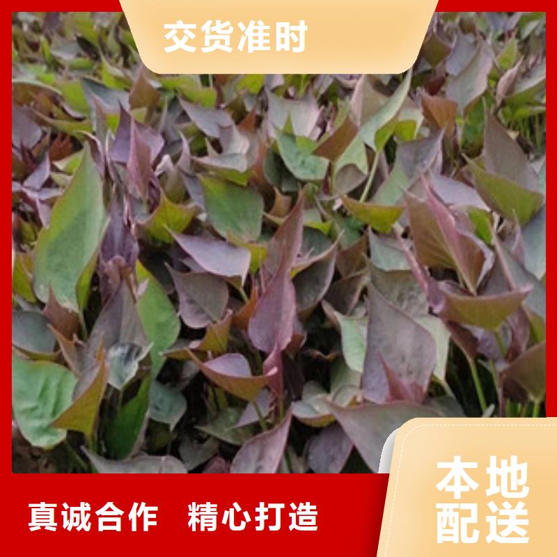 《安徽》咨询鲜食型紫薯苗销售