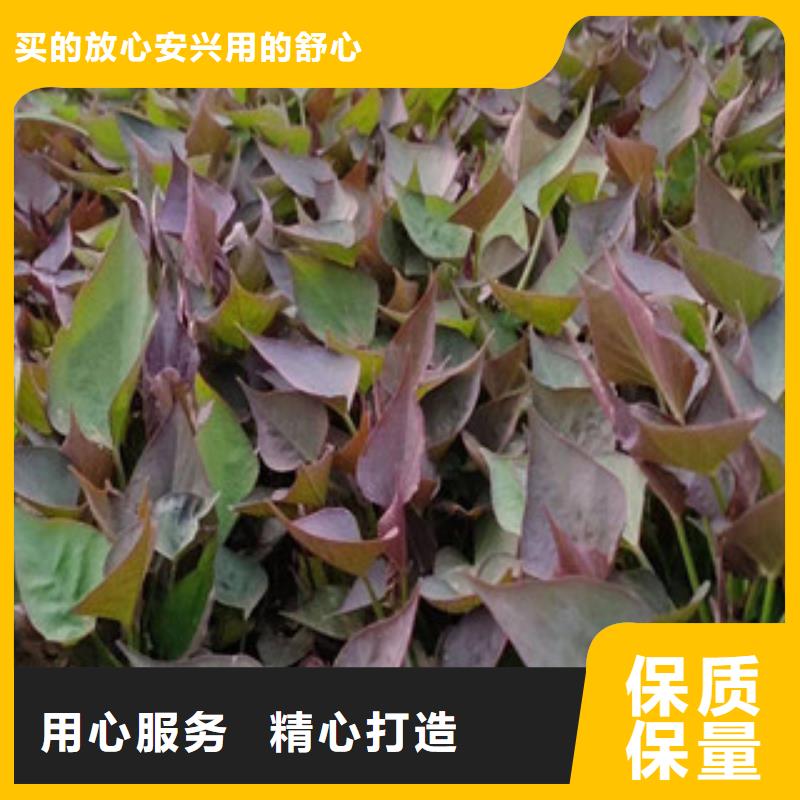 【信阳】生产紫薯苗图片