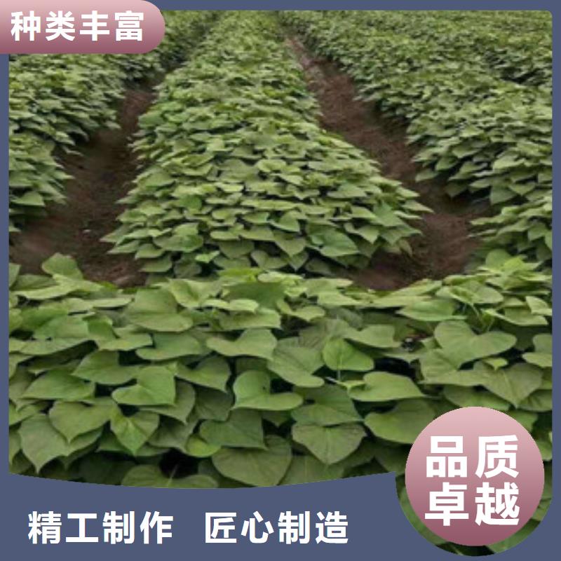 【黄山】选购紫薯苗2021新苗上市