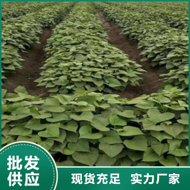 莆田批发鲜食型紫薯苗图片