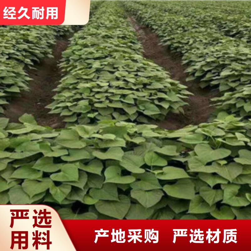 荆州选购紫薯苗子源头厂家