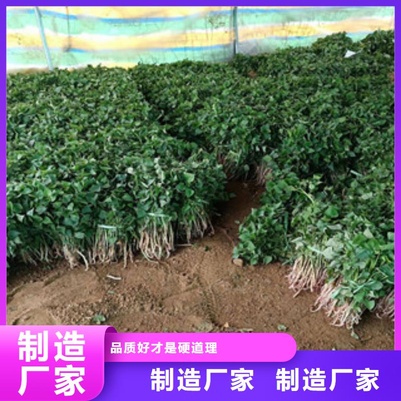 扬州优选紫薯种子厂家价格是多少
