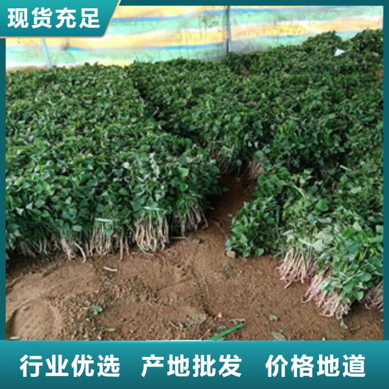 台州直销紫薯种子图片