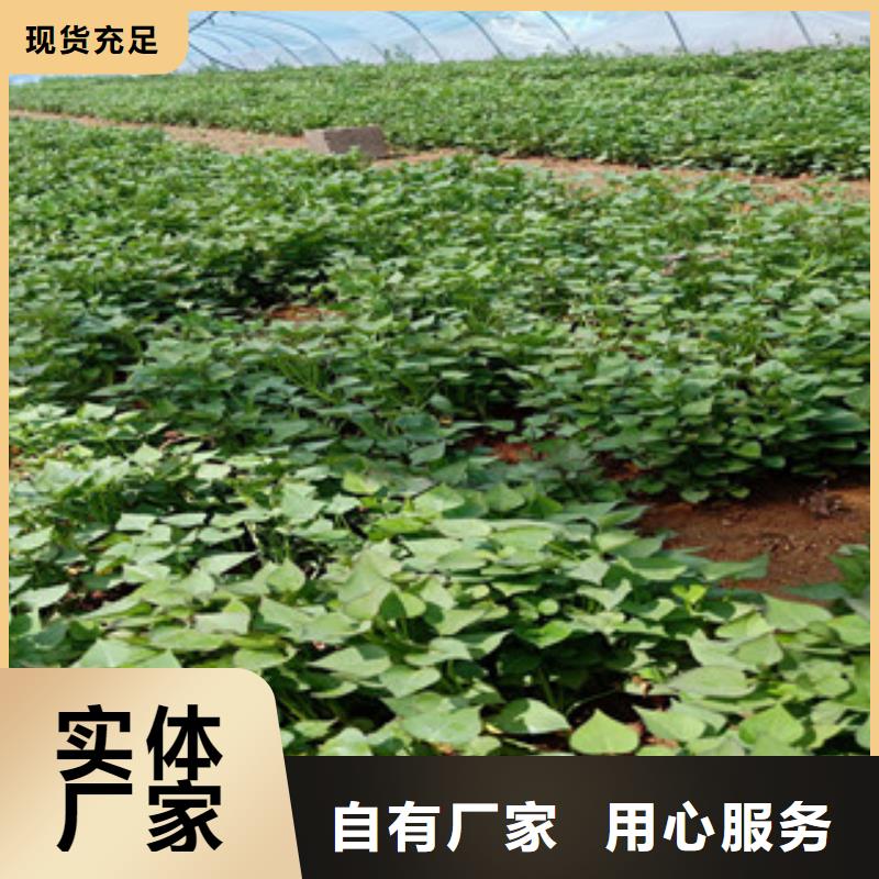 鹤壁本土紫薯种苗厂家价格是多少