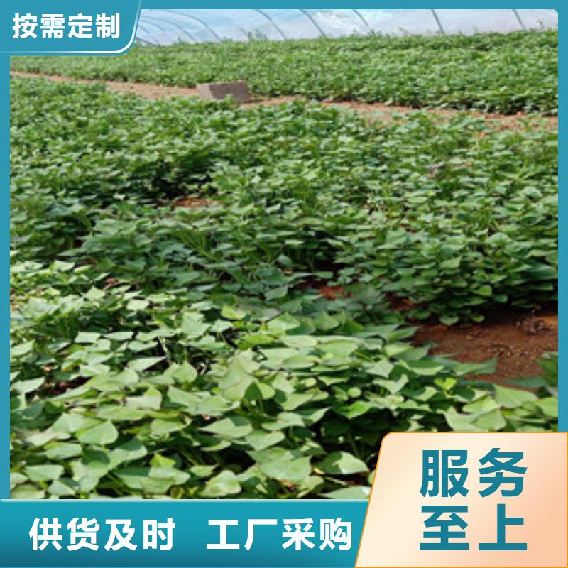 莆田批发紫薯种苗供应