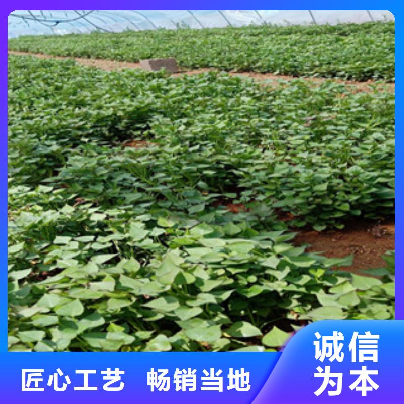 天津生产紫薯苗子图片