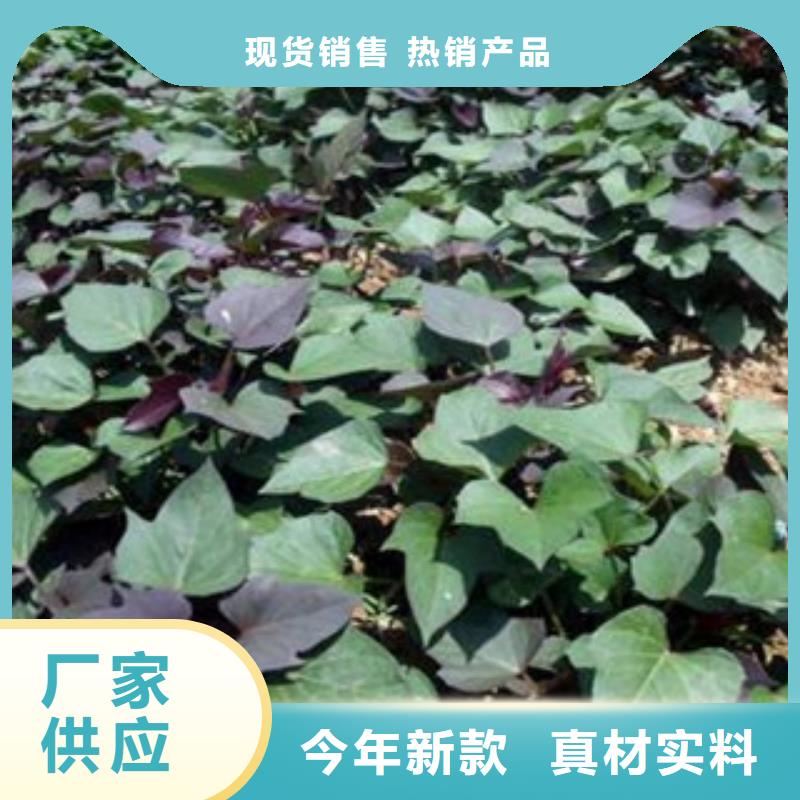 亳州采购紫甘薯苗种植厂家