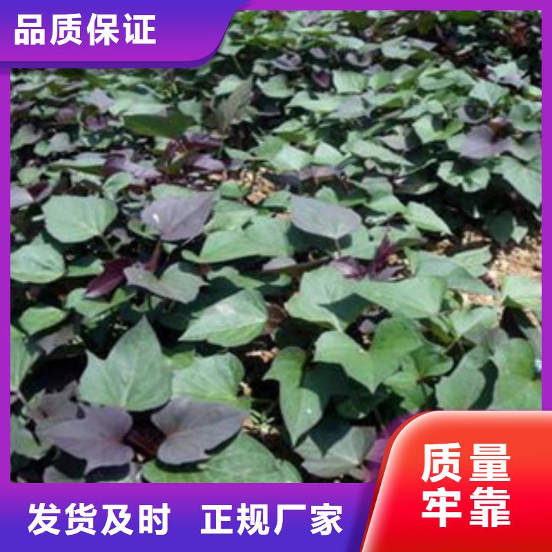 六安诚信紫薯苗供应