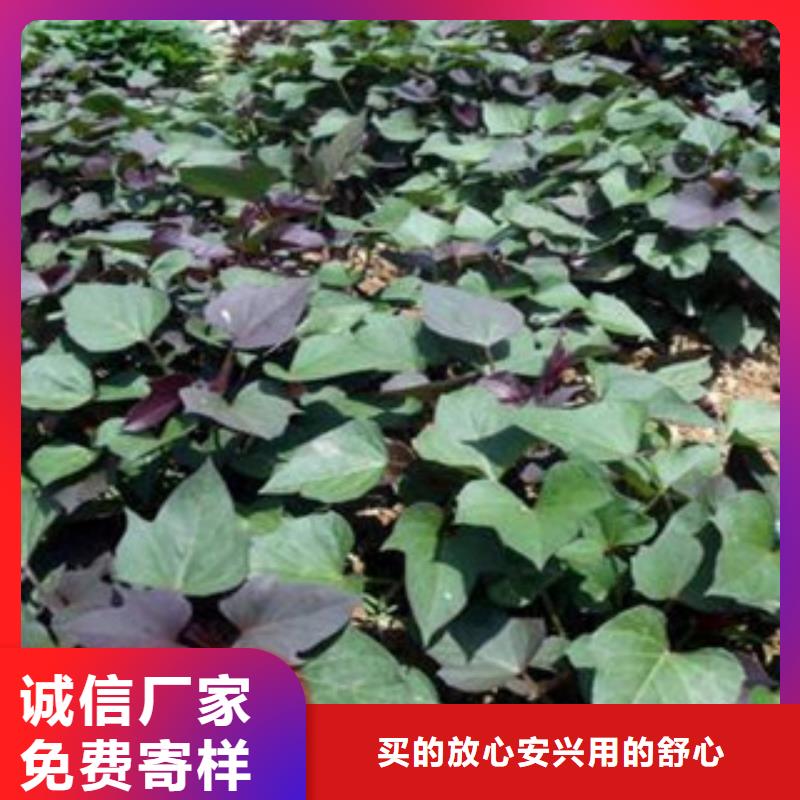 鹤岗选购紫薯苗（绫紫）种植基地