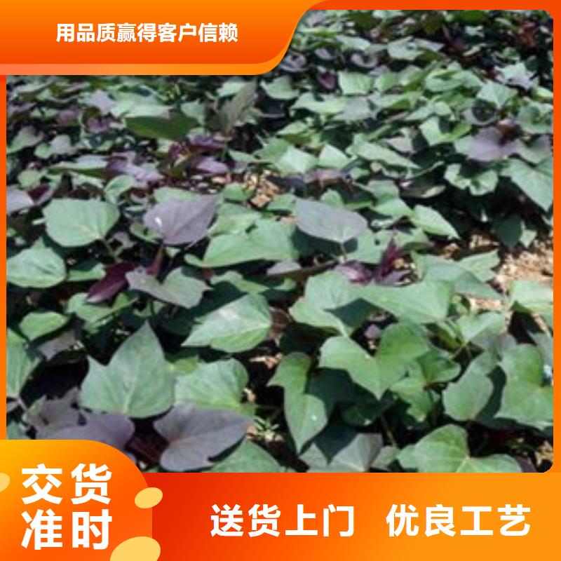 辽阳询价紫薯苗（济黑2号）图片