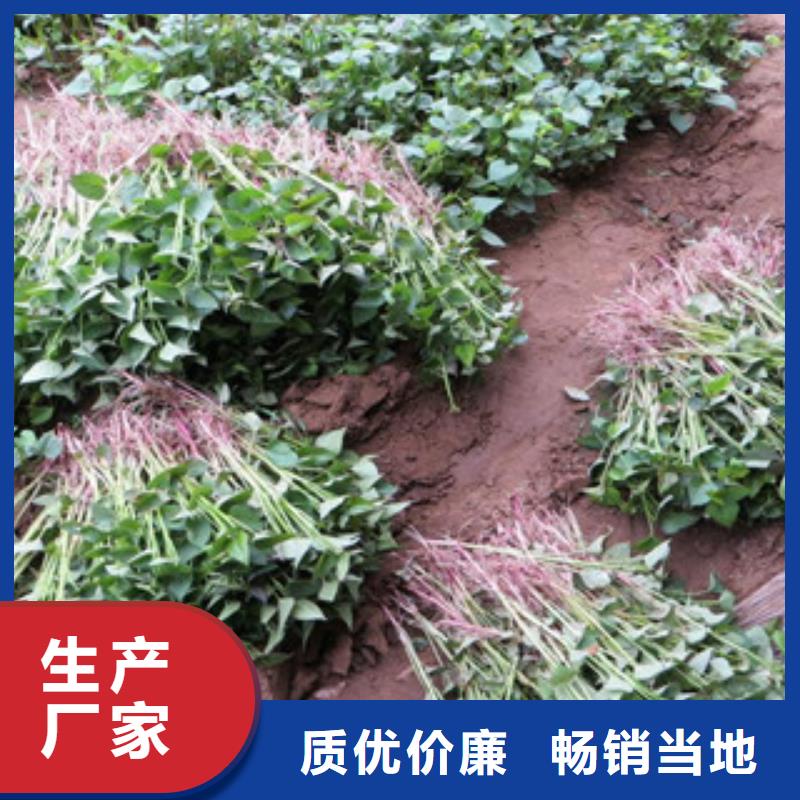 黑龙江订购紫薯种子厂家价格