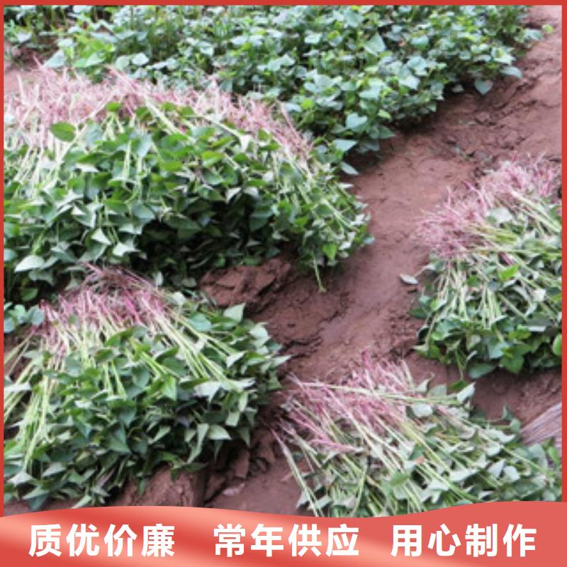 桂林买鲜食型紫薯苗市场报价