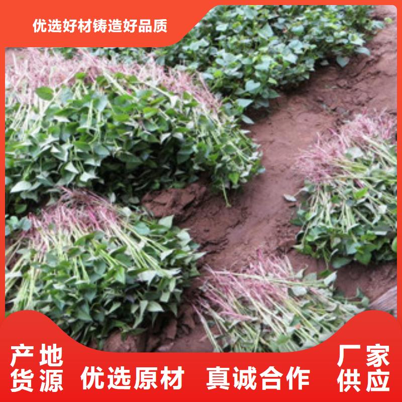 阳江本地紫薯种子种植厂家