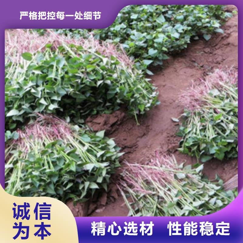 《漳州》当地紫薯苗（绫紫）2021新苗上市