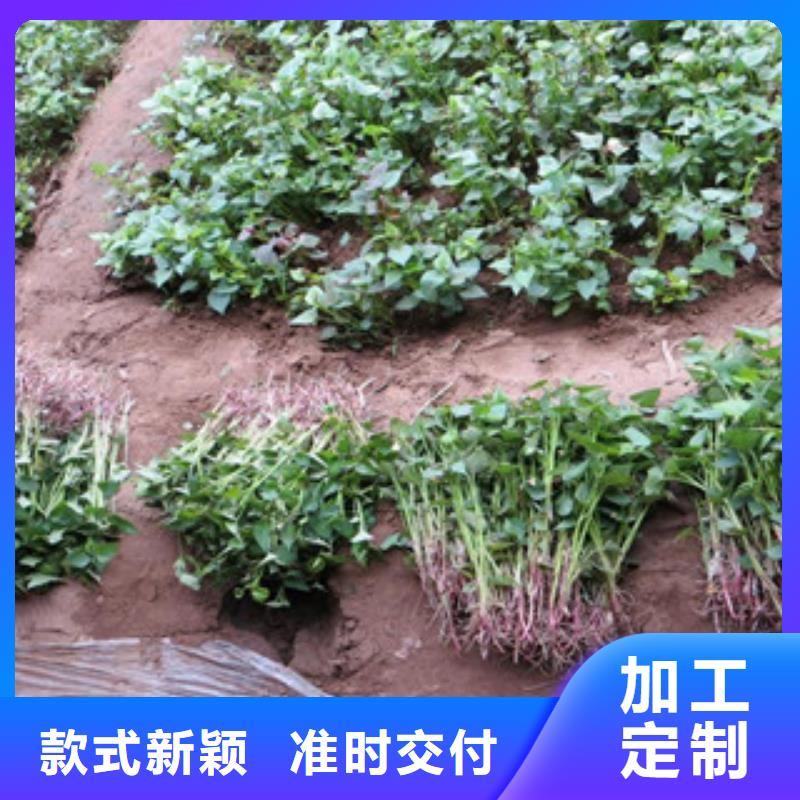 黔东南买紫薯苗（济黑2号）2021新苗上市
