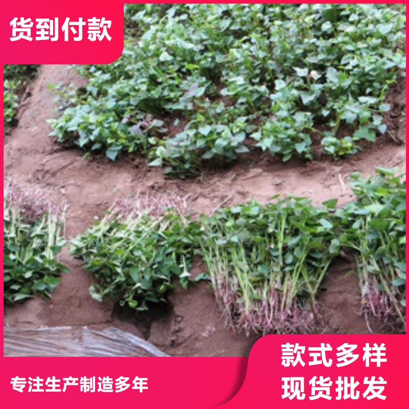 漳州当地紫薯种苗销售