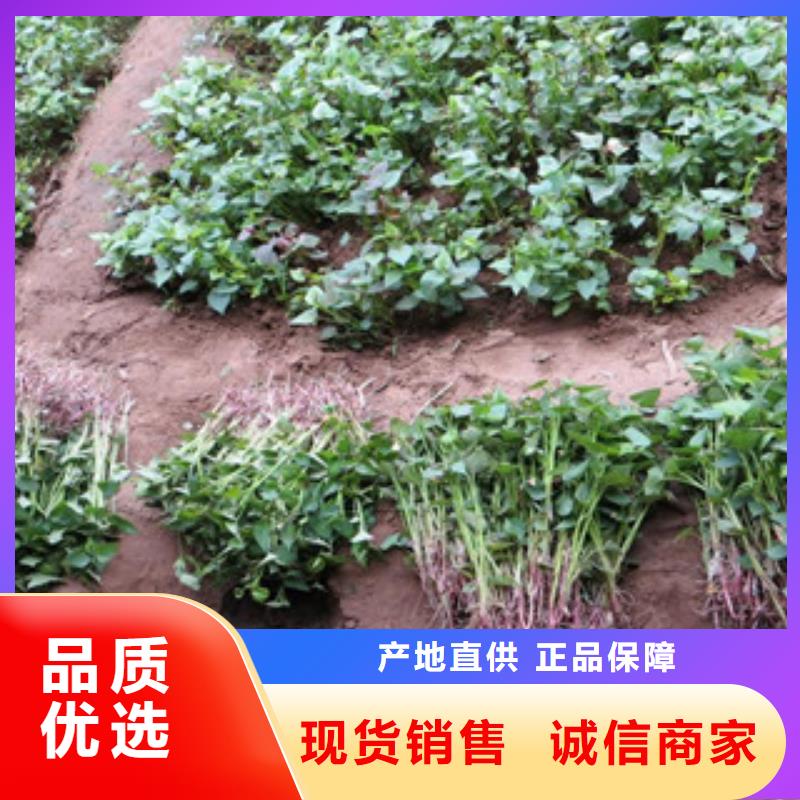 西安诚信紫薯种苗销售