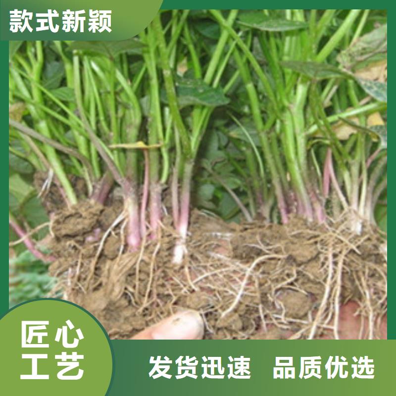 徐州选购鲜食型紫薯苗供应
