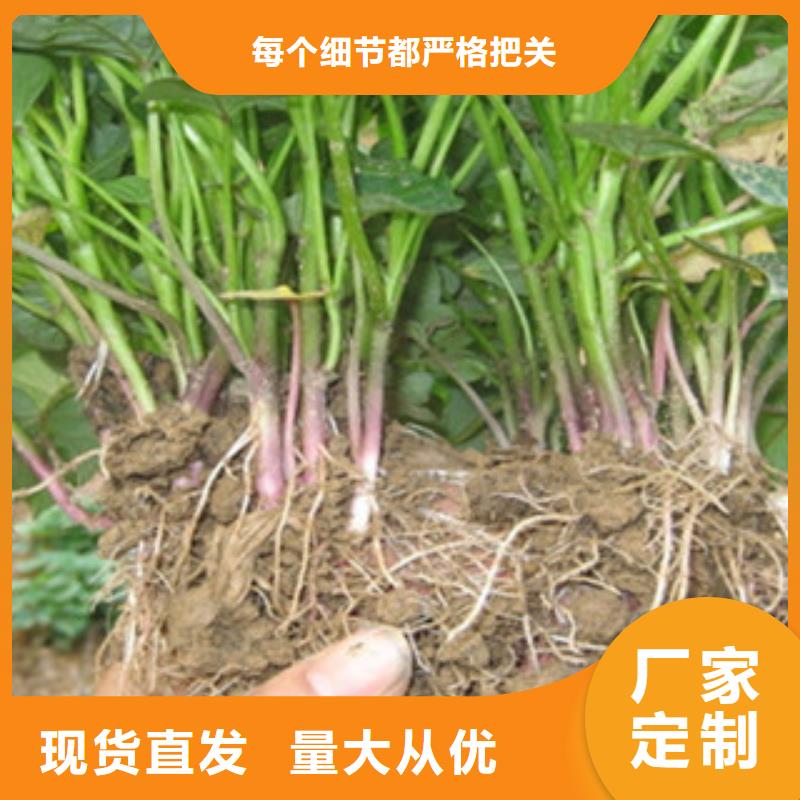 荆州生产鲜食型紫薯苗种植厂家