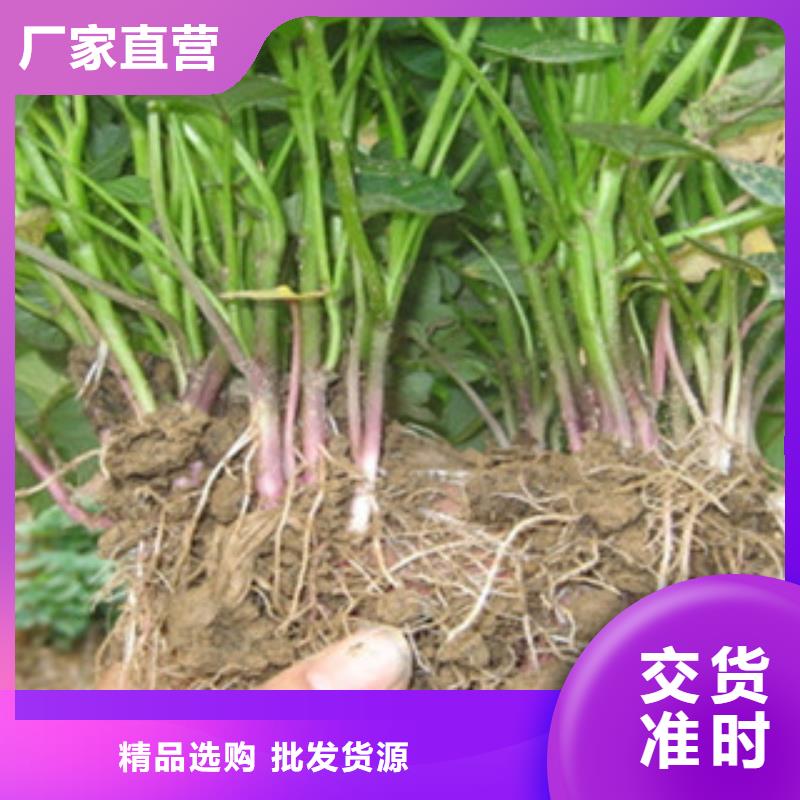 《广州》周边脱毒紫薯苗批发销售