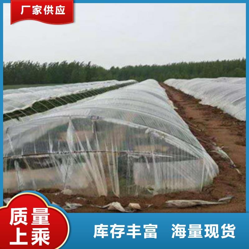 合肥周边红薯苗（西瓜红）源头厂家