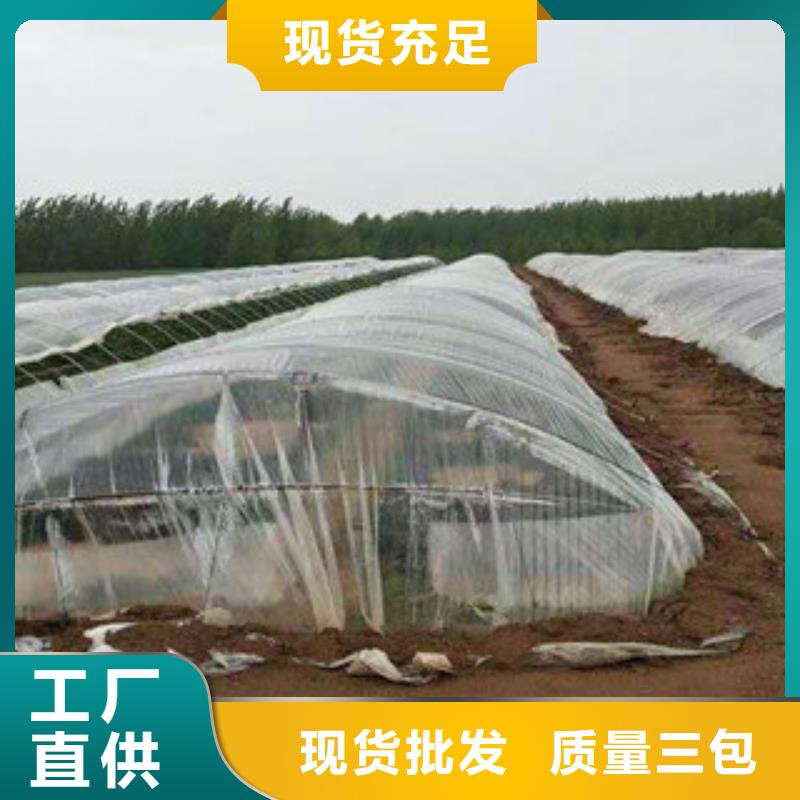 漳州当地紫薯种苗销售
