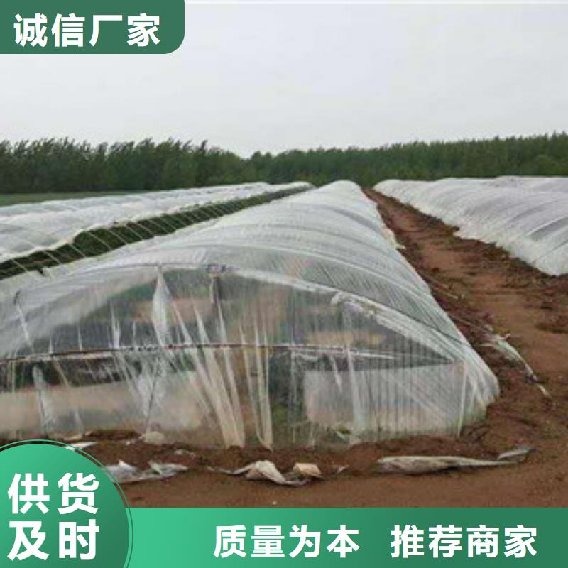 荆州当地紫甘薯苗批发销售