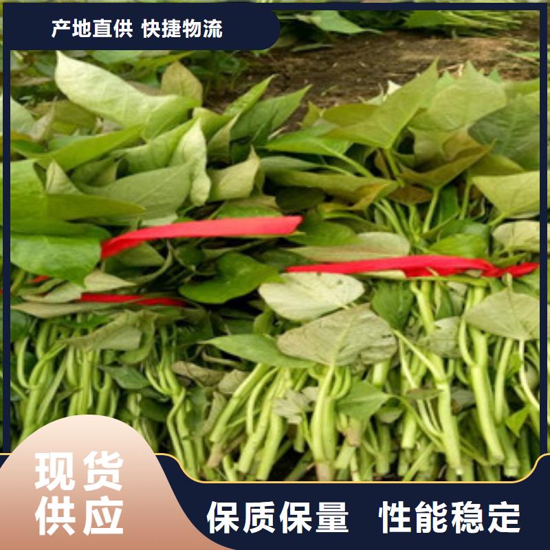 安徽询价紫薯种图片