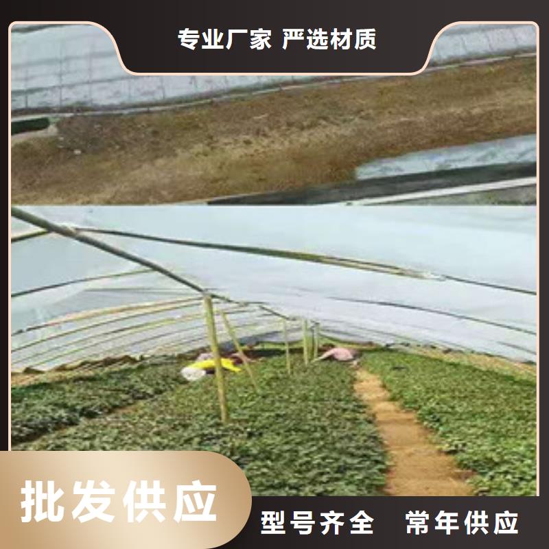 荆州生产鲜食型紫薯苗种植厂家