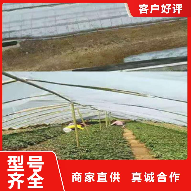 《天津》当地紫薯苗（济黑2号）厂家价格