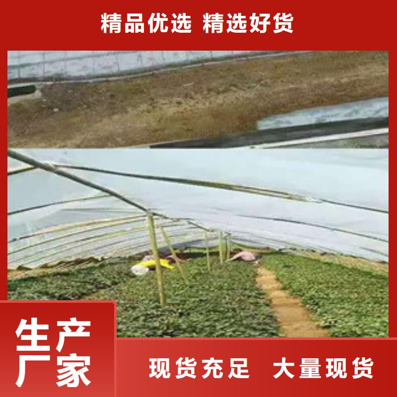 四川购买紫薯种苗销售