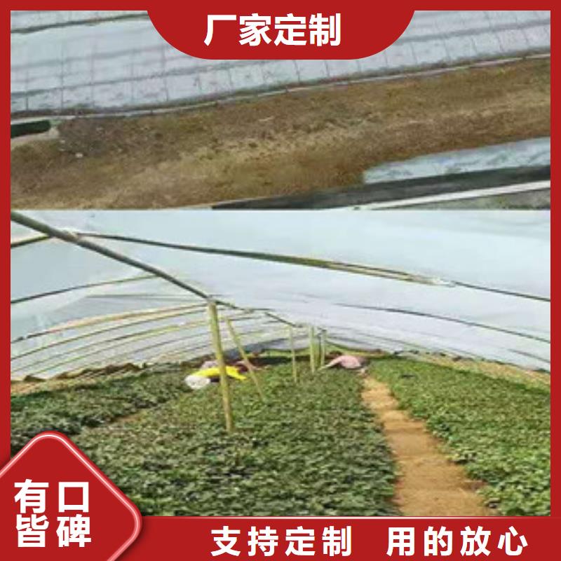 广元选购紫地瓜苗子厂家价格是多少