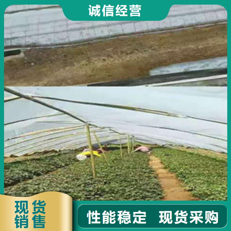 陕西生产紫薯苗（绫紫）厂家