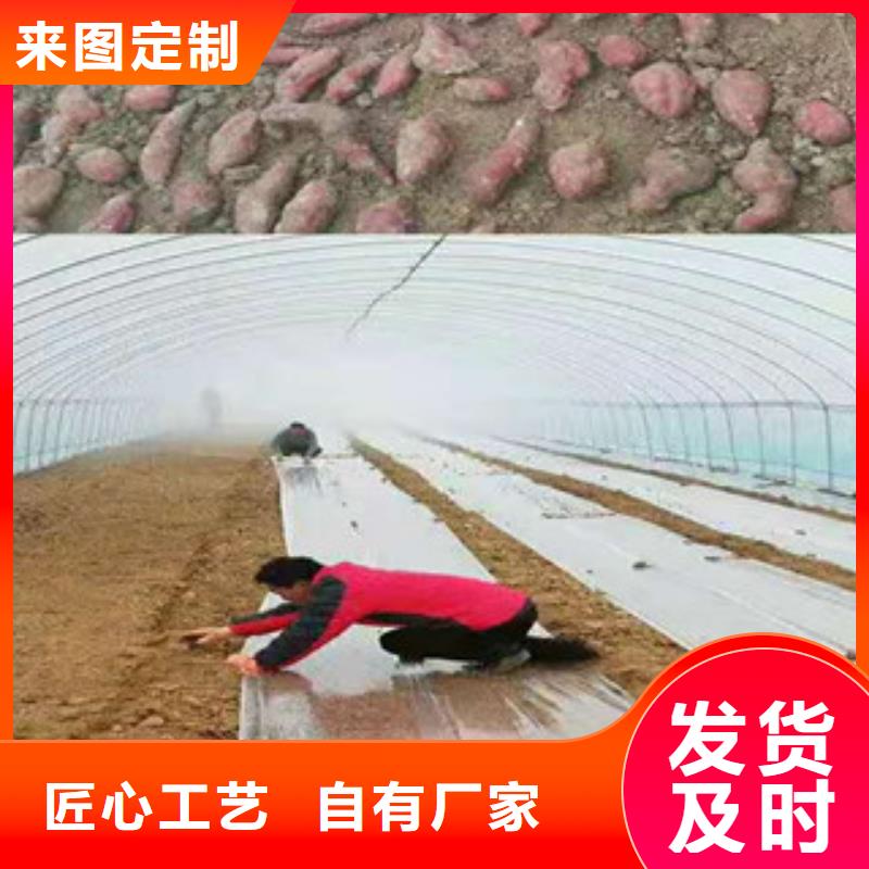 长春直供红薯苗（西瓜红）厂家价格是多少