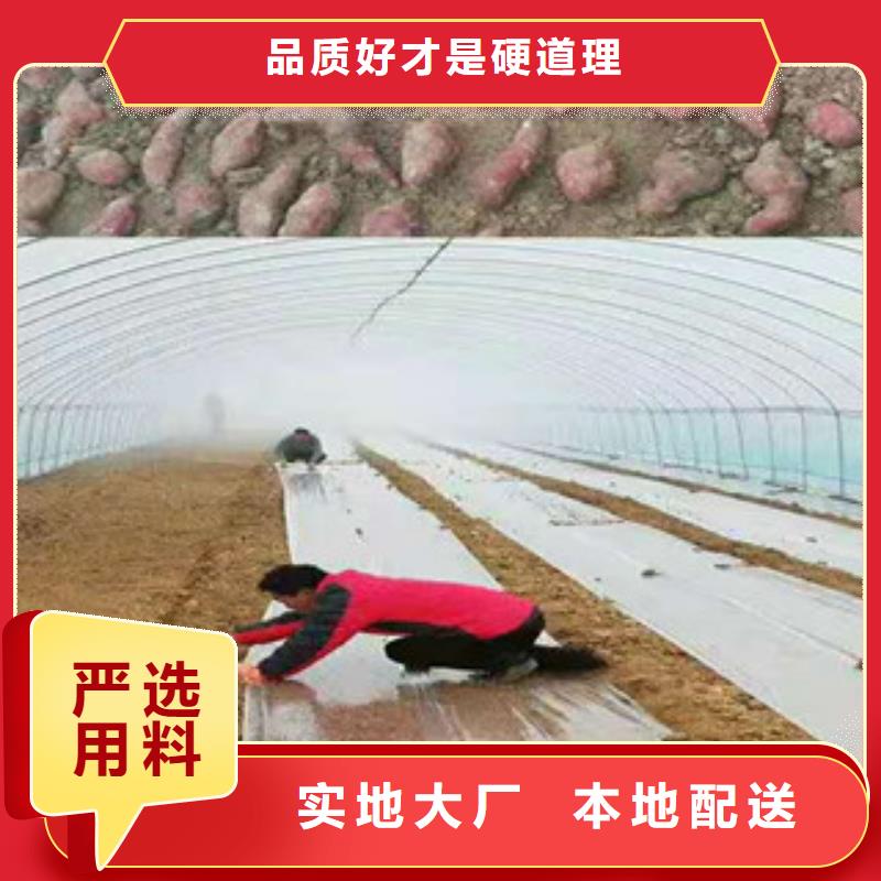 忻州直供红薯苗（西瓜红）供应