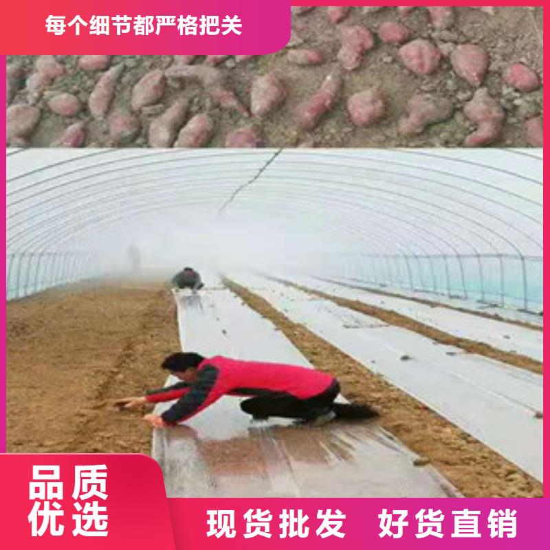 襄樊选购紫红薯苗图片