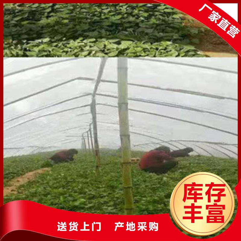 忻州本地紫红薯苗种植基地