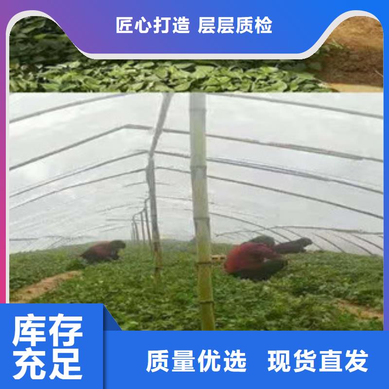 安徽品质紫薯种苗厂家