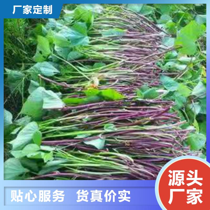 【紫薯种子种植基地】-【广西】定制[乐农]