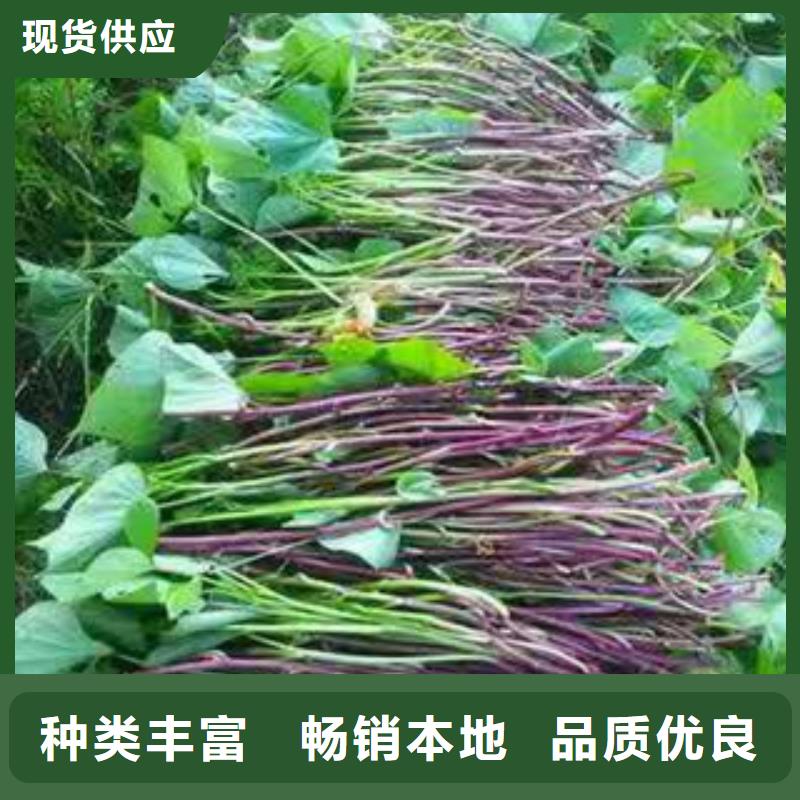 紫薯苗（济黑2号）源头厂家
