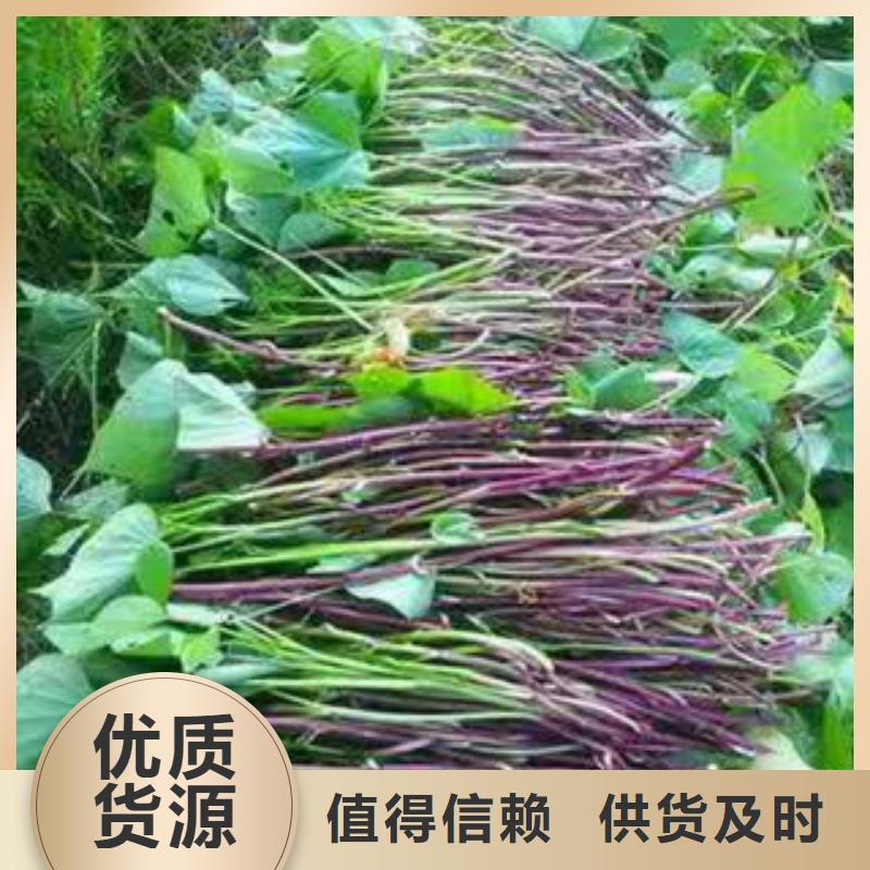 [济宁]买乐农鲜食型紫薯苗厂家价格