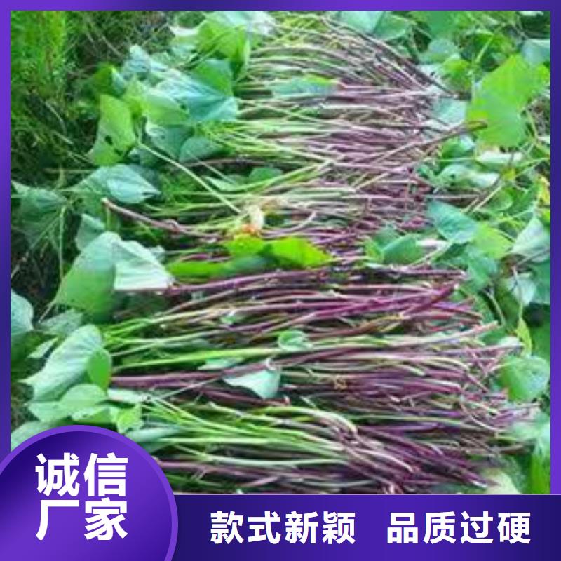 【广东】定制紫地瓜苗子种植基地