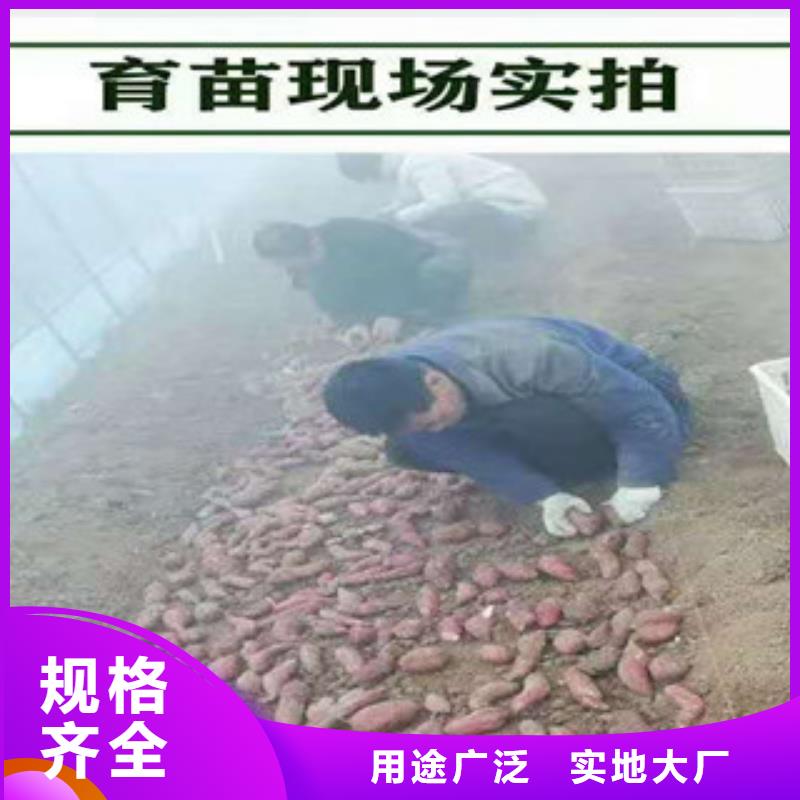紫薯苗子种植厂家