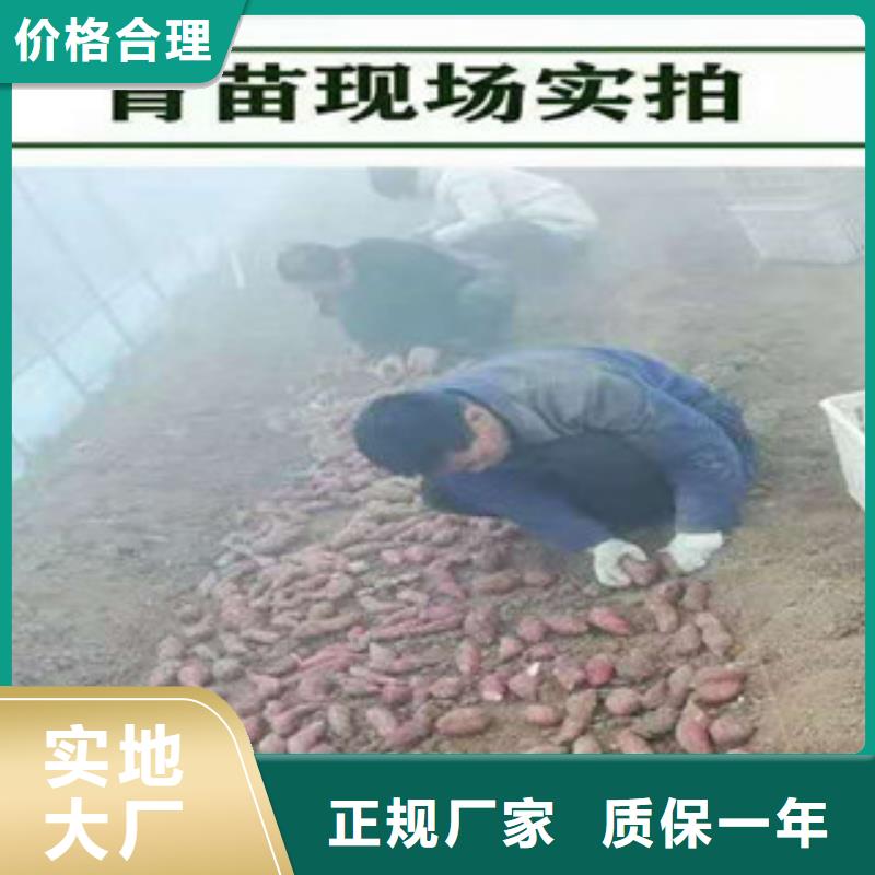 【紫薯苗（济黑2号）厂家】-芜湖附近【乐农】