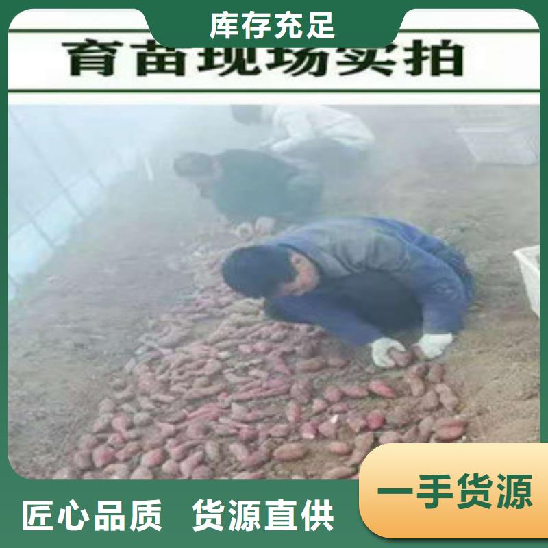 【淮北】来图加工定制乐农紫薯种子批发销售