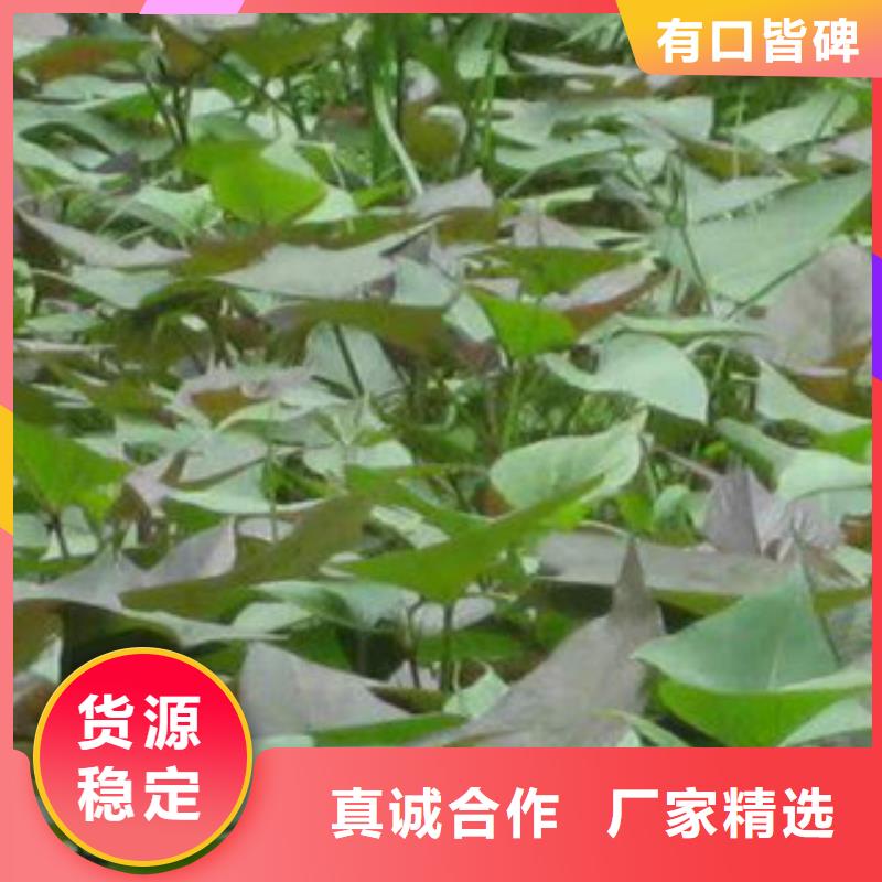 【紫薯苗子2024新苗上市】-中山直供(乐农)