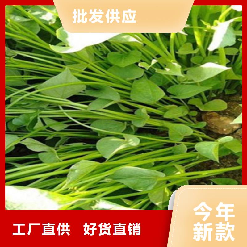 批發紫薯苗的當地廠家